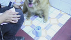 Silicone Paw Cleaning Cup